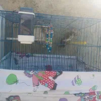 عروس هلندی ماده|پرنده|لالجین, |دیوار