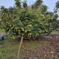 گل شفلرا ابلق