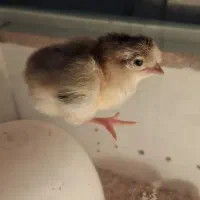 جوجه گلپایگان۷روزه