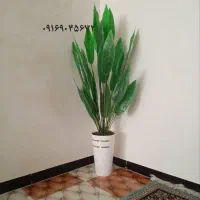 پرنده بهشتی