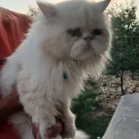 واگذاری گربه پرشین سوپر فلت