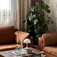 برگ‌ انجیری بزرگ ۲ متری