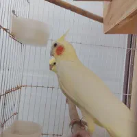 خروس سرحال|پرنده|قشم, |دیوار