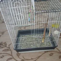 عروس هلندی|پرنده|مریوان, |دیوار