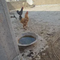 مرغ وخروس