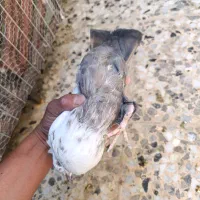 کبوتر|پرنده|شیراز, کرونی(خاتونک)|دیوار