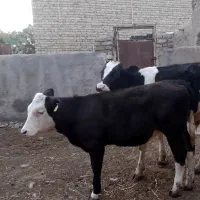 گوساله‌ماده‌سیمینتال۵ماهه