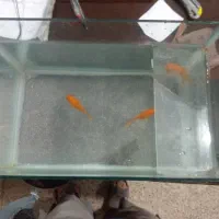 ماهی قرمز همراه آکواریوم|ماهی|ارومیه, |دیوار