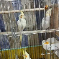 عروس هلندی تخم گذار|پرنده|یزد, |دیوار