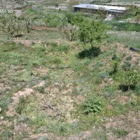 زمین و باغ انگور