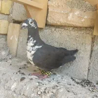 سینه کشکی نر قابل ارسال به همه نقاط