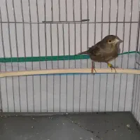 قناری نر نگرو و فری دم بلند قیافه دار|پرنده|هشتگرد, شهرک ایران خودرو|دیوار