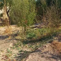 فروش یک قطعه باغ در اسلامیه|فروش خانه و ویلا|اسلامیه, |دیوار