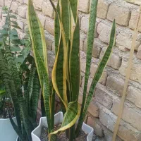 گل بابا آدم|گل و گیاه طبیعی|سرپل ذهاب, |دیوار