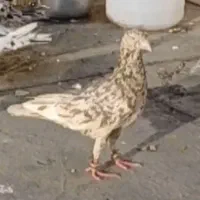 (کفترم‌ باخت رفته) جون مادرت گرفتی پسش بده