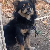 یک قلاده سگ|سگ|بومهن, |دیوار