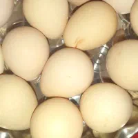 تخم مرغ شاخ دار هندی نطفه دار تازه دونه ای