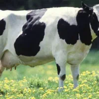 کارگر گاوداری و راننده تراکتور
