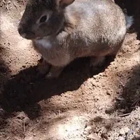 خرگوش خشگل ماده