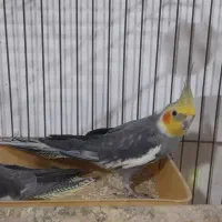دو عدد عروس هلندی نر