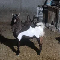 پازن و تیشتر|حیوانات مزرعه|چغادک, |دیوار