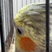 عروس هلندی|پرنده|سیرجان, |دیوار