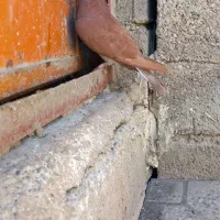 کبوتر سرخ کرمانی نر|پرنده|گنبد کاووس, |دیوار