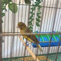 قناری ماده|پرنده|قدس, شهرک فرزان|دیوار