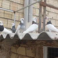 کبوتر کفتر فروشی