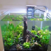 آکواریوم پلنت