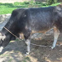 گوشت گوساله کوچک