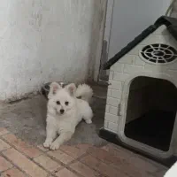 پامرین روباهی