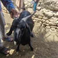 یک راس بز ماده|حیوانات مزرعه|هامون, |دیوار