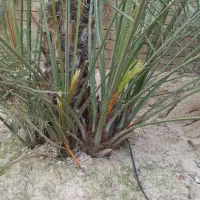 فروش خانه ویلایی ۸۰ متری ۱ خوابه|فروش خانه و ویلا|آبپخش, |دیوار