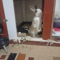 خرگوش باقفس|موش و خرگوش|الوند, |دیوار