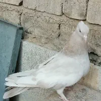 کفتر یا کبوتر ماده سینه سوسنی