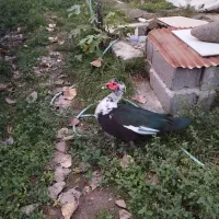 اردک اسرائیلی