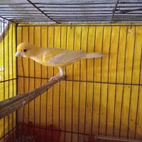 قناری نر وماده باتخم|پرنده|رشت, چمارسرا|دیوار