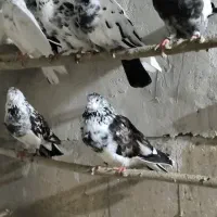 کفتر کبوتر پرشی
