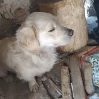 سگ پا کوتاه