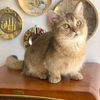 گربه مانچیکین ماده
