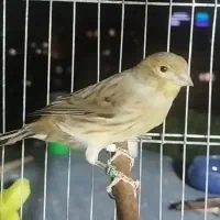 قناری سوخته جفت سهره