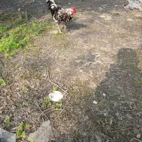 خروس گلین  دو ساله اصیل چهل تاج  رنگ زیبا