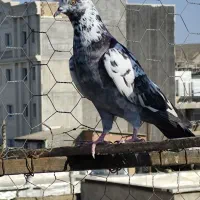 کبوتر تکپر|پرنده|کلاله, |دیوار