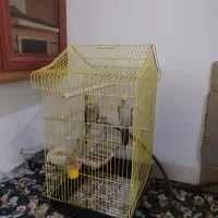 یک جفت عروس هلندی سالم به شرط