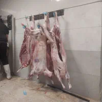 لاشه گوسفندی