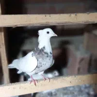 کفتر طوقی کاکلی|پرنده|پاکدشت, پاکدشت (مامازند)|دیوار