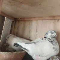 کفتر پرشتی|پرنده|رباط‌کریم, شهرک صنعتی زواره‌ای|دیوار