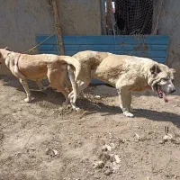 واگذاری توله سرابی ماده|سگ|تالش, هشتپر|دیوار