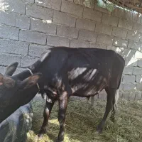 یک جلب یک ساله  ۴۵۰۰۰۰۰۰ تومان